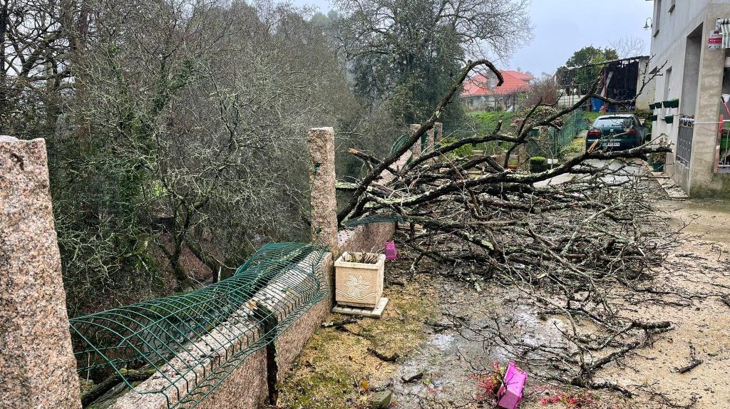 Un árbol de grandes dimensiones se desploma al lado de una vivienda en Pereiras